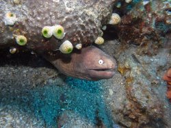 Unterwasserfotos Tauchbilder Tauchen Apo Island / Philippinen