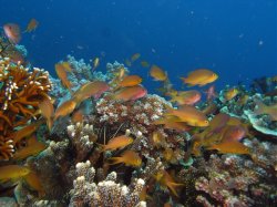 Unterwasserfotos Tauchbilder Tauchen Apo Island / Philippinen