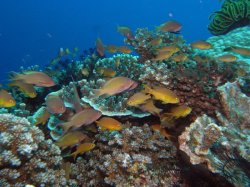 Unterwasserfotos Tauchbilder Tauchen Apo Island / Philippinen