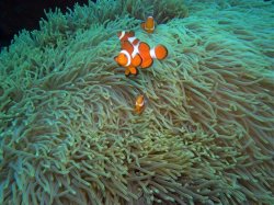 Unterwasserfotos Tauchbilder Tauchen Apo Island / Philippinen