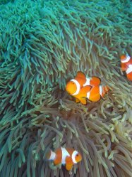 Unterwasserfotos Tauchbilder Tauchen Apo Island / Philippinen