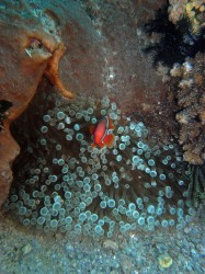 Unterwasserfotos Tauchbilder Tauchen Apo Island / Philippinen