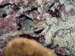 Unterwasserfotos Tauchbilder Tauchen Apo Island / Philippinen