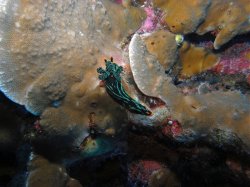 Unterwasserfotos Tauchbilder Tauchen Apo Island / Philippinen