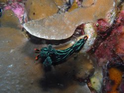 Unterwasserfotos Tauchbilder Tauchen Apo Island / Philippinen