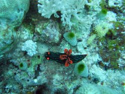 Unterwasserfotos Tauchbilder Tauchen Apo Island / Philippinen