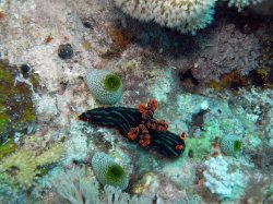 Unterwasserfotos Tauchbilder Tauchen Apo Island / Philippinen
