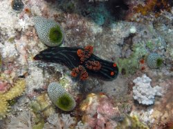 Unterwasserfotos Tauchbilder Tauchen Apo Island / Philippinen