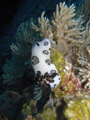 Unterwasserfotos Tauchbilder Tauchen Apo Island / Philippinen