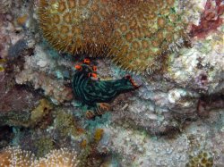 Unterwasserfotos Tauchbilder Tauchen Apo Island / Philippinen