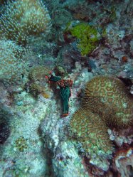Unterwasserfotos Tauchbilder Tauchen Apo Island / Philippinen