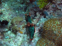 Unterwasserfotos Tauchbilder Tauchen Apo Island / Philippinen