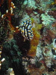 Unterwasserfotos Tauchbilder Tauchen Apo Island / Philippinen