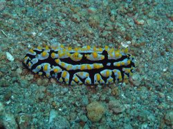 Unterwasserfotos Tauchbilder Tauchen Apo Island / Philippinen