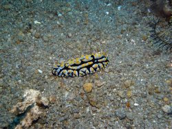 Unterwasserfotos Tauchbilder Tauchen Apo Island / Philippinen