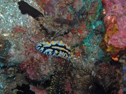 Unterwasserfotos Tauchbilder Tauchen Apo Island / Philippinen