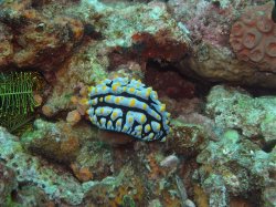 Unterwasserfotos Tauchbilder Tauchen Apo Island / Philippinen