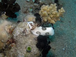 Unterwasserfotos Tauchbilder Tauchen Apo Island / Philippinen