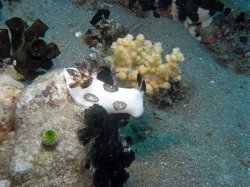 Unterwasserfotos Tauchbilder Tauchen Apo Island / Philippinen