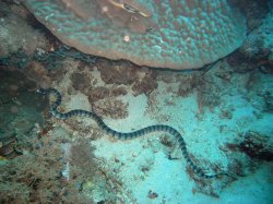 Unterwasserfotos Tauchbilder Tauchen Apo Island / Philippinen