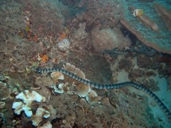 Unterwasserfotos Tauchbilder Tauchen Apo Island / Philippinen