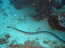 Unterwasserfotos Tauchbilder Tauchen Apo Island / Philippinen