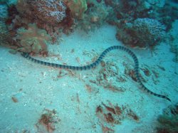 Unterwasserfotos Tauchbilder Tauchen Apo Island / Philippinen