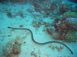 Unterwasserfotos Tauchbilder Tauchen Apo Island / Philippinen