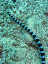 Unterwasserfotos Tauchbilder Tauchen Apo Island / Philippinen