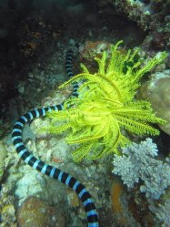 Unterwasserfotos Tauchbilder Tauchen Apo Island / Philippinen