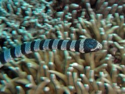 Unterwasserfotos Tauchbilder Tauchen Apo Island / Philippinen