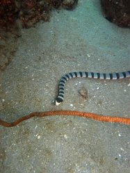 Unterwasserfotos Tauchbilder Tauchen Apo Island / Philippinen