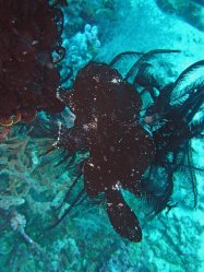Unterwasserfotos Tauchbilder Tauchen Balicasag Island / Philippinen