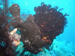 Unterwasserfotos Tauchbilder Tauchen Balicasag Island / Philippinen