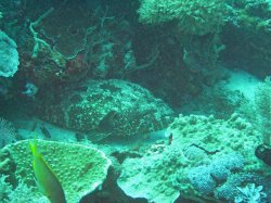 Unterwasserfotos Tauchbilder Tauchen Balicasag Island / Philippinen