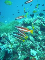 Unterwasserfotos Tauchbilder Tauchen Balicasag Island / Philippinen