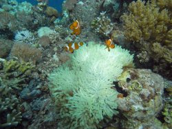 Unterwasserfotos Tauchbilder Tauchen Balicasag Island / Philippinen