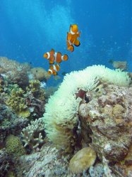 Unterwasserfotos Tauchbilder Tauchen Balicasag Island / Philippinen