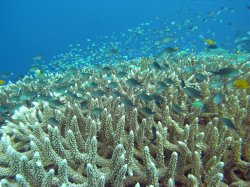Unterwasserfotos Tauchbilder Tauchen Balicasag Island / Philippinen