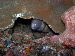 Unterwasserfotos Tauchbilder Tauchen Balicasag Island / Philippinen