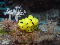 Unterwasserfotos Tauchbilder Tauchen Balicasag Island / Philippinen