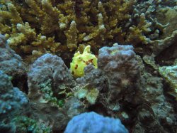 Unterwasserfotos Tauchbilder Tauchen Balicasag Island / Philippinen