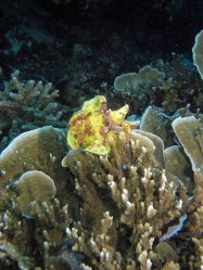 Unterwasserfotos Tauchbilder Tauchen Balicasag Island / Philippinen