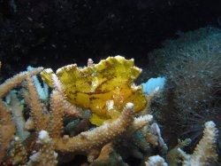 Unterwasserfotos Tauchbilder Tauchen Balicasag Island / Philippinen