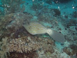 Unterwasserfotos Tauchbilder Tauchen Balicasag Island / Philippinen