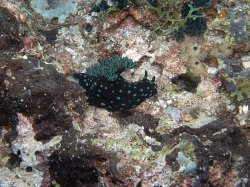 Unterwasserfotos Tauchbilder Tauchen Balicasag Island / Philippinen