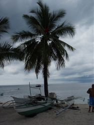 Unterwasserfotos Tauchbilder Tauchen Malapascua / Cebu / Philippinen