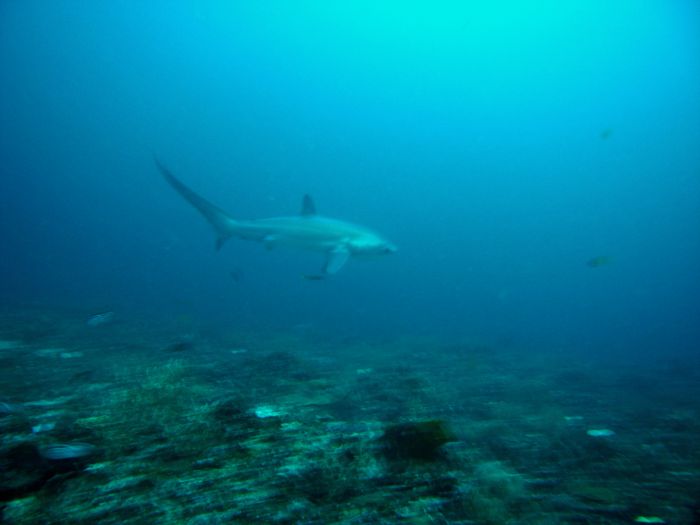 Tresher Shark - Fuchshai