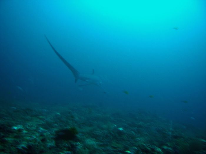 Tresher Shark - Fuchshai