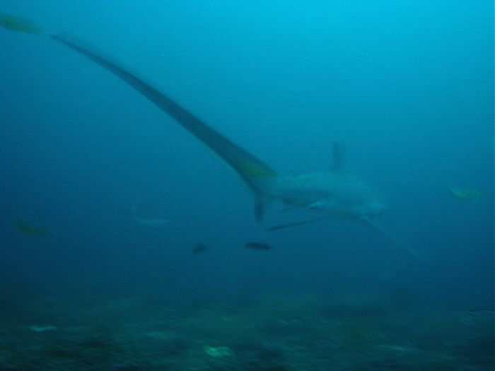 Tresher Shark - Fuchshai